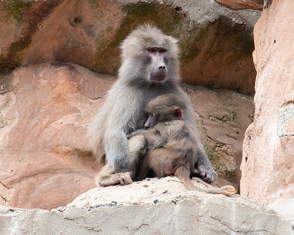 photograph of baboon by Al Macphee the modest photographer