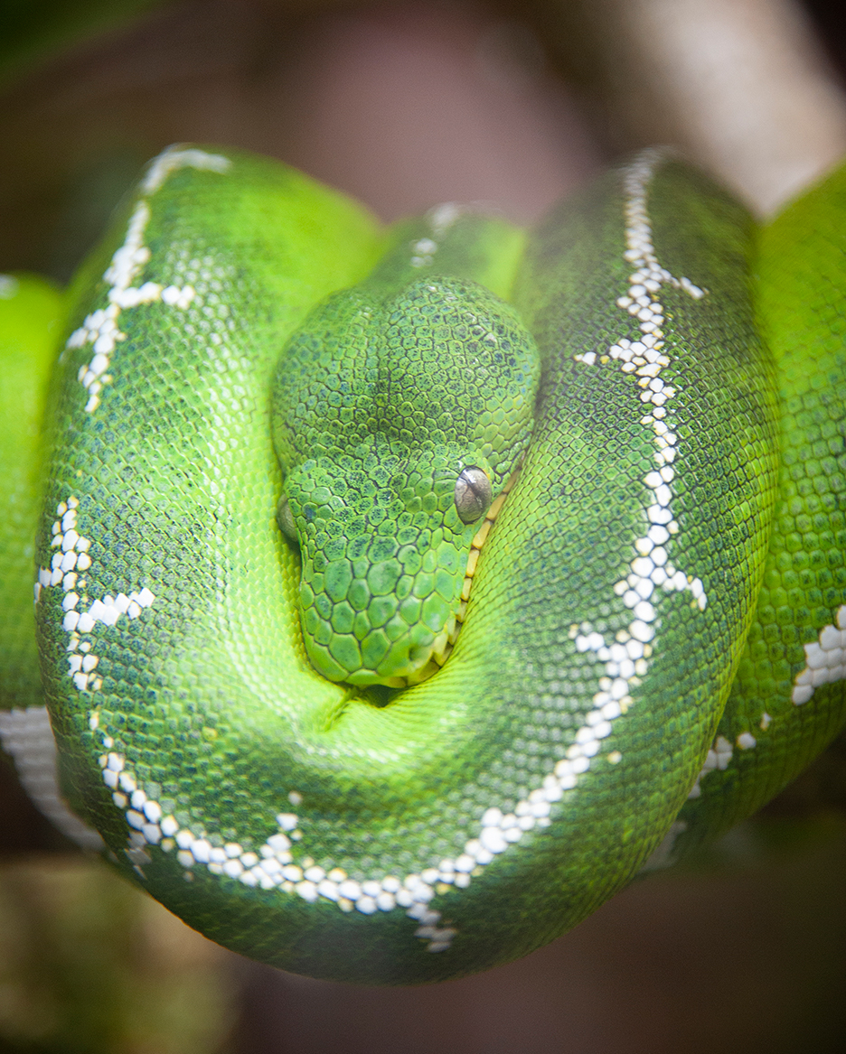 photograph of snake through glass by Al Macphee the modest photographer